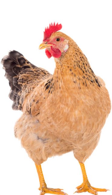 Sweet chicken, Asheville Vegan Society